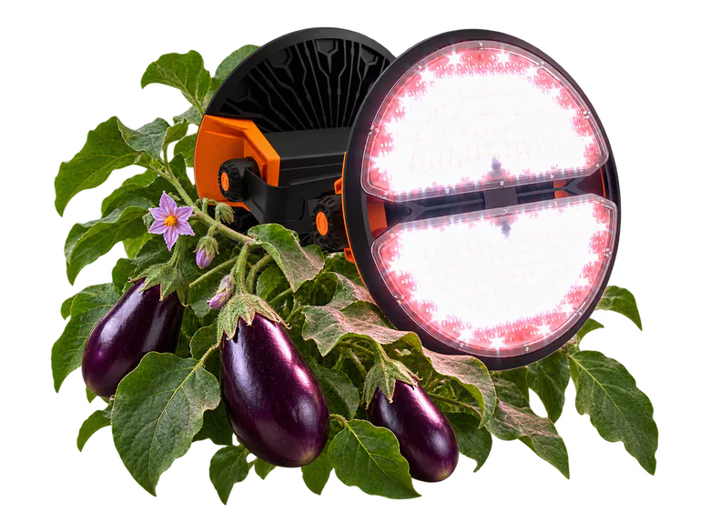 Фитосветильник ECOLED-BIO F-MOON · Баклажаны
