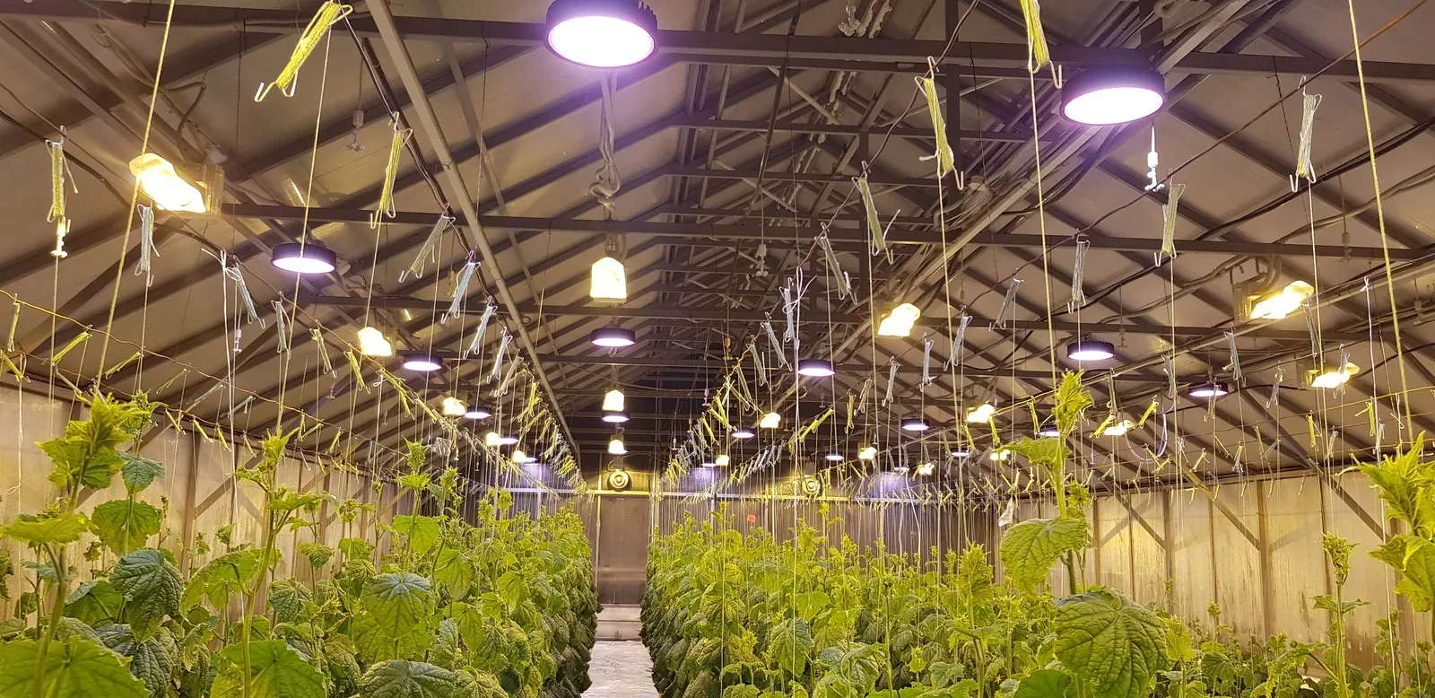Объект ECOLED-BIO: Фитосветильники ECOLED-BIO F-RING в Агрохолдинге «Добрянский»