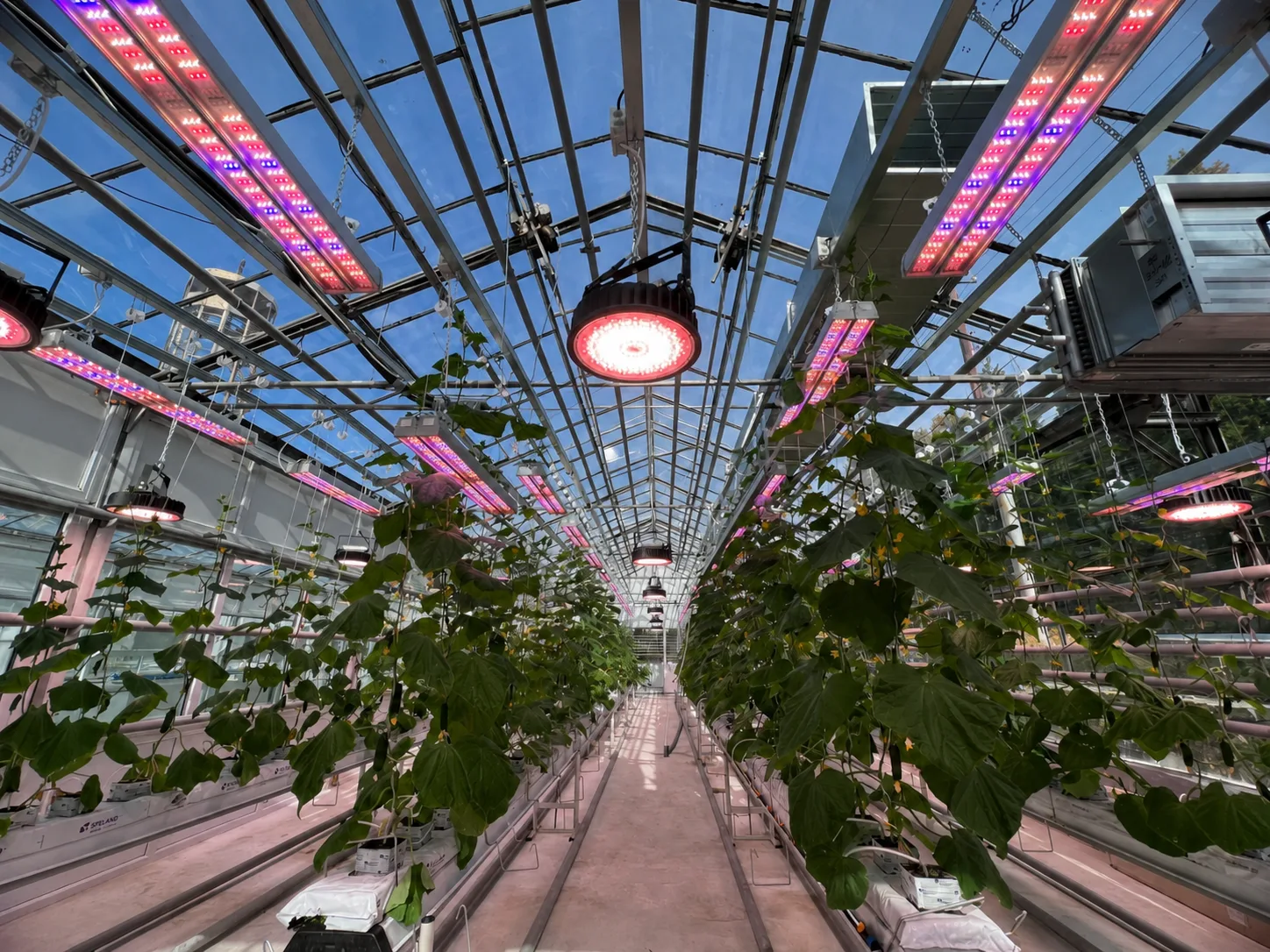 Объект ECOLED-BIO: Досветка фитотронно-тепличного комплекса Вавиловского университета
