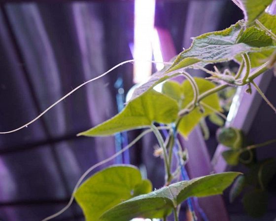 Светодиодная досветка ECOLED-BIO: Межстеллажная досветка светильниками ECOLED-BIO для ИНК-Групп, фото 5
