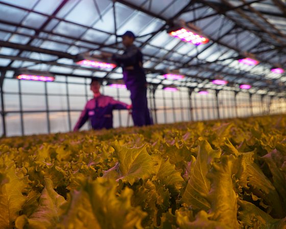 Светодиодная досветка ECOLED-BIO: Пилотный проект LED-досветки в тепличном комплексе «Труженик», фото 6