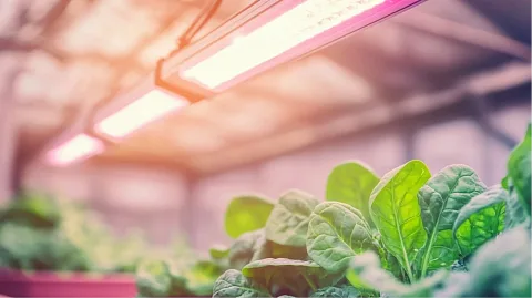 Материал ECOLED-BIO: Какие фитолампы лучше для выращивания рассады