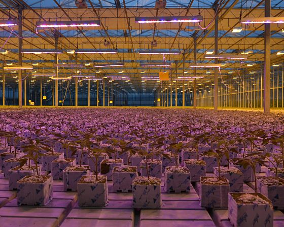 Светодиодная досветка ECOLED-BIO: Досветка фитосветильниками ECOLED-BIO Optima в ТК «Авсень» (Крым), фото 2