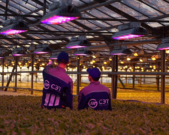 Светодиодная досветка ECOLED-BIO: Пилотный проект LED-досветки в тепличном комплексе «Труженик», фото 2