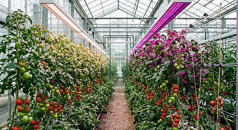 Новость ECOLED-BIO: Спектр светодиодов на томате: как перераспределение энергии меняет нитраты и кислотность