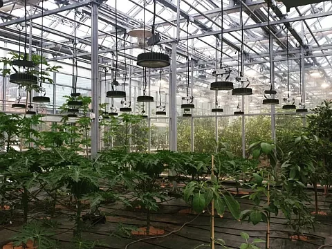 Проект ECOLED-BIO: Фитосветильники ECOLED-BIO на досветке экзотических растений, Раменский р-он, МО