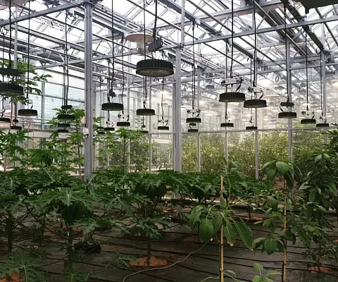 Проект ECOLED-BIO: Фитосветильники ECOLED-BIO на досветке экзотических растений, Раменский р-он, МО