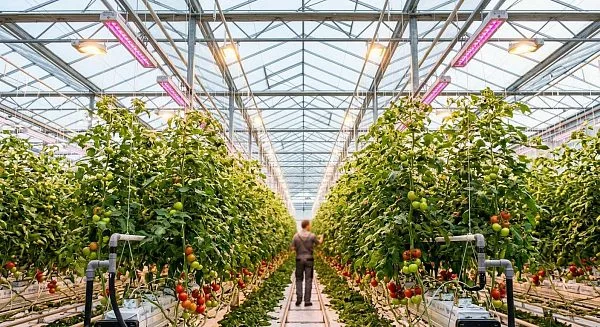 Гибридная досветка против полного LED: баланс энергии и урожая в северных теплицах