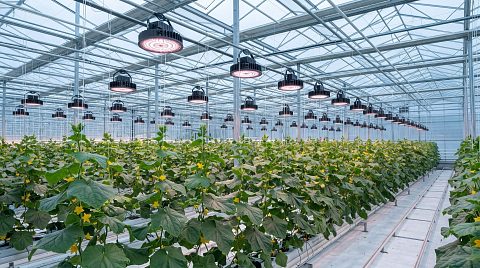 Новость ECOLED-BIO: Ошибки перехода на светодиодную досветку: риски сложности и инфраструктуры