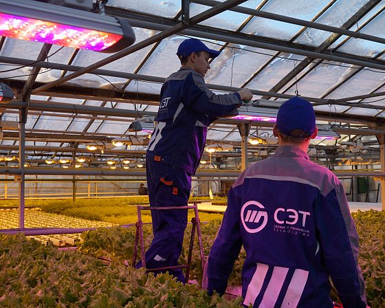 Светодиодная досветка ECOLED-BIO: Пилотный проект LED-досветки в тепличном комплексе «Труженик», фото 4