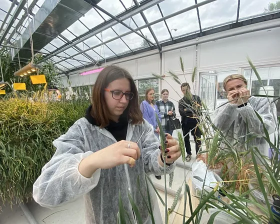 Работа с колосьями пшеницы в отделении ускоренной селекции зерновых культур фитотронного комплекса Вавиловского университета