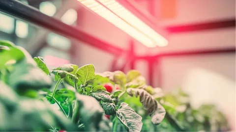 Материал ECOLED-BIO: Какие типы растений лучше растут под светодиодными фитолампами