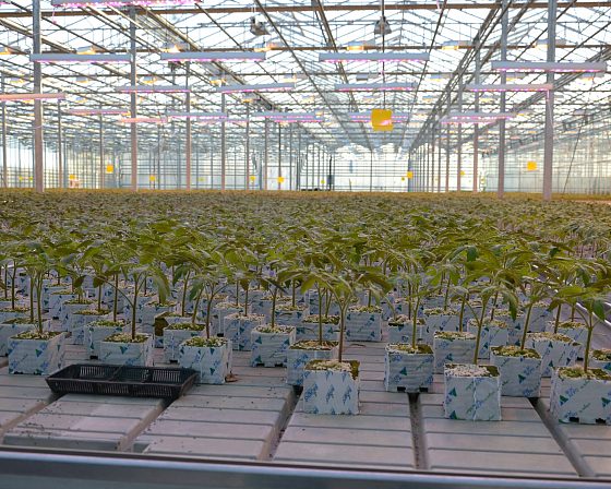 Светодиодная досветка ECOLED-BIO: Досветка фитосветильниками ECOLED-BIO Optima в ТК «Авсень» (Крым), фото 4