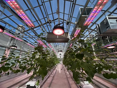 Проект ECOLED-BIO: Досветка фитотронно-тепличного комплекса Вавиловского университета