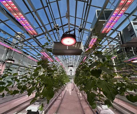 Проект ECOLED-BIO: Досветка фитотронно-тепличного комплекса Вавиловского университета