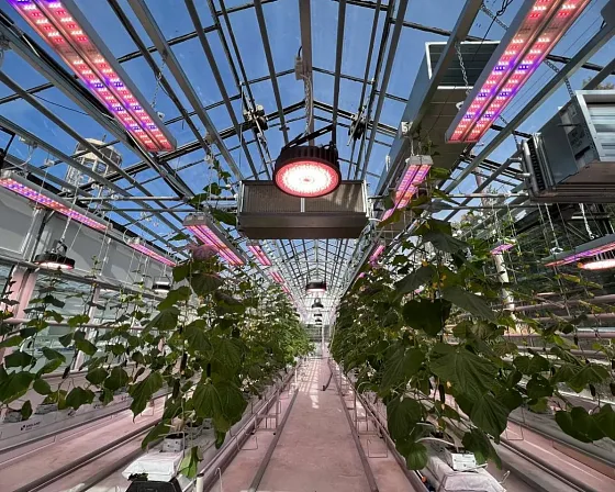 Огуречное отделение с включённой досветкой: круглые светильники F-RING под коньком и линейные приборы вдоль рядов