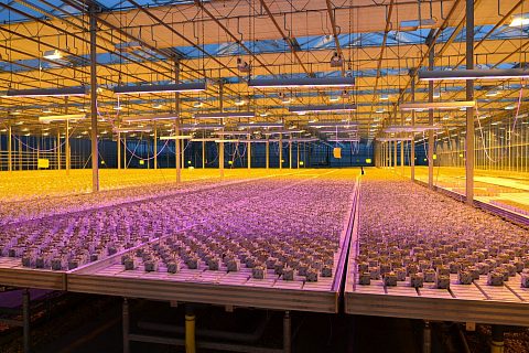 Новость ECOLED-BIO: ДНаТ или светодиод: что показало сравнение в теплице