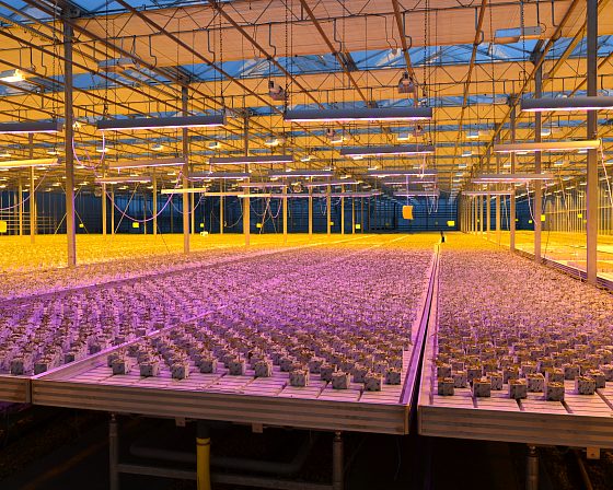 Светодиодная досветка ECOLED-BIO: Досветка фитосветильниками ECOLED-BIO Optima в ТК «Авсень» (Крым), фото 1