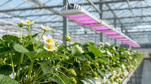 Спектральный состав досветки и закладка цветоносов ремонтантной земляники