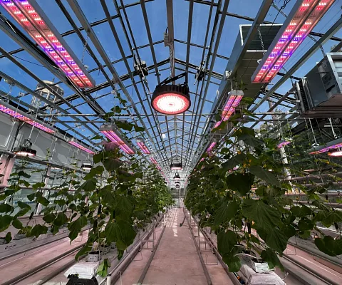 Проект ECOLED-BIO: Досветка фитотронно-тепличного комплекса Вавиловского университета