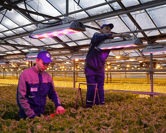 Светодиодная досветка ECOLED-BIO: Пилотный проект LED-досветки в тепличном комплексе «Труженик», фото 3