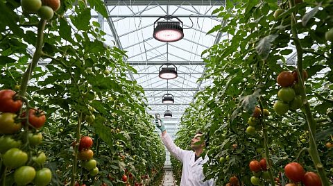 Новость ECOLED-BIO: Контроль спектра и деградации светодиодов: полевой экспресс-анализ в теплице