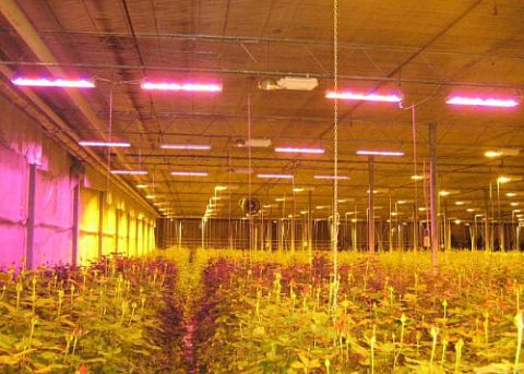 Материал ECOLED-BIO: РЕЗУЛЬТАТЫ РАБОТЫ СВЕТИЛЬНИКОВ «ECOLED-BIO-100-200W-D120» ПРИ ВЫРАЩИВАНИИ КРАСНЫХ РОЗ