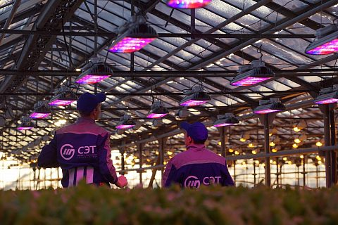 Новость ECOLED-BIO: Сколько света нужно растениям в теплице: PPFD, DLI и расчёт досветки
