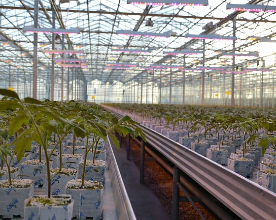Светодиодная досветка ECOLED-BIO: Досветка фитосветильниками ECOLED-BIO Optima в ТК «Авсень» (Крым), фото 5