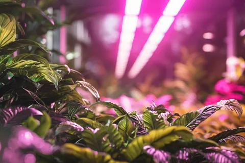 Материал ECOLED-BIO: Инновационные решения в освещении ботанических садов: опыт ведущих мировых центров