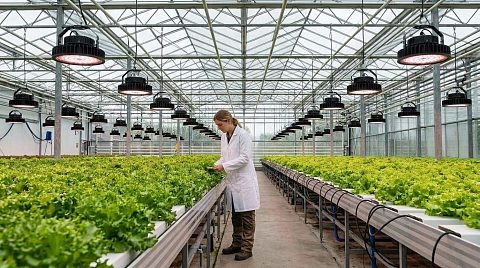 Новость ECOLED-BIO: Влияние доли красного спектра в LED-досветке на продуктивность салата в теплице