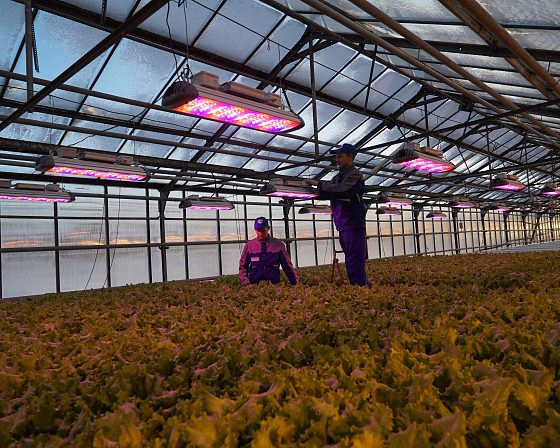 Светодиодная досветка ECOLED-BIO: Пилотный проект LED-досветки в тепличном комплексе «Труженик», фото 5