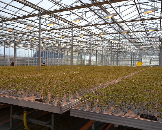 Светодиодная досветка ECOLED-BIO: Досветка фитосветильниками ECOLED-BIO Optima в ТК «Авсень» (Крым), фото 7