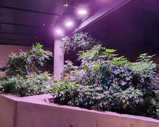 Ряд фитосветильников ECOLED-BIO F-RING в потолочной нише над бетонным кашпо с зеленью