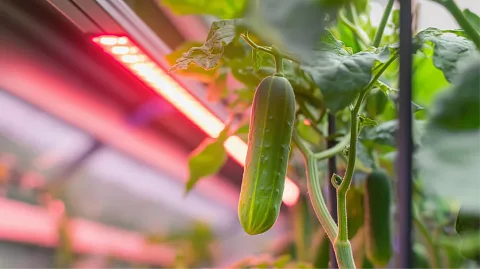 Материал ECOLED-BIO: Какие преимущества светодиодных ламп перед натриевыми лампами
