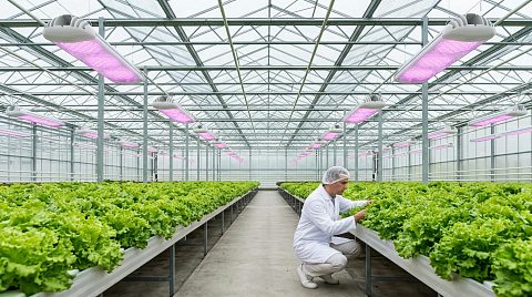 Новость ECOLED-BIO: Интеграция вертикальных ферм с теплицами: пересмотр экономической модели