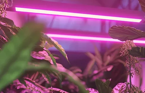 Материал ECOLED-BIO: Роль современного освещения в сохранении редких видов растений в ботанических садах