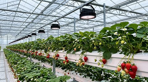 Новость ECOLED-BIO: Оптимизация синего спектра в досветке земляники: результаты опыта в защищённом грунте