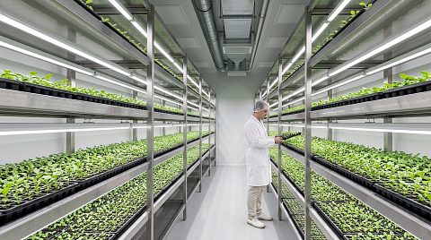 Новость ECOLED-BIO: Закалка микроклонов: опыт перевода адаптации в климатические камеры
