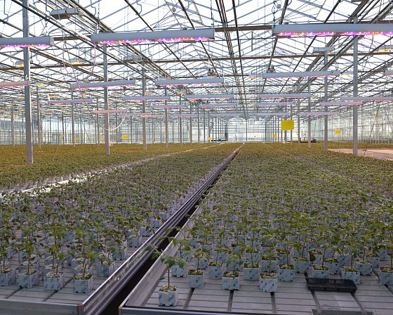 Светодиодная досветка ECOLED-BIO: Досветка фитосветильниками ECOLED-BIO Optima в ТК «Авсень» (Крым), фото 6